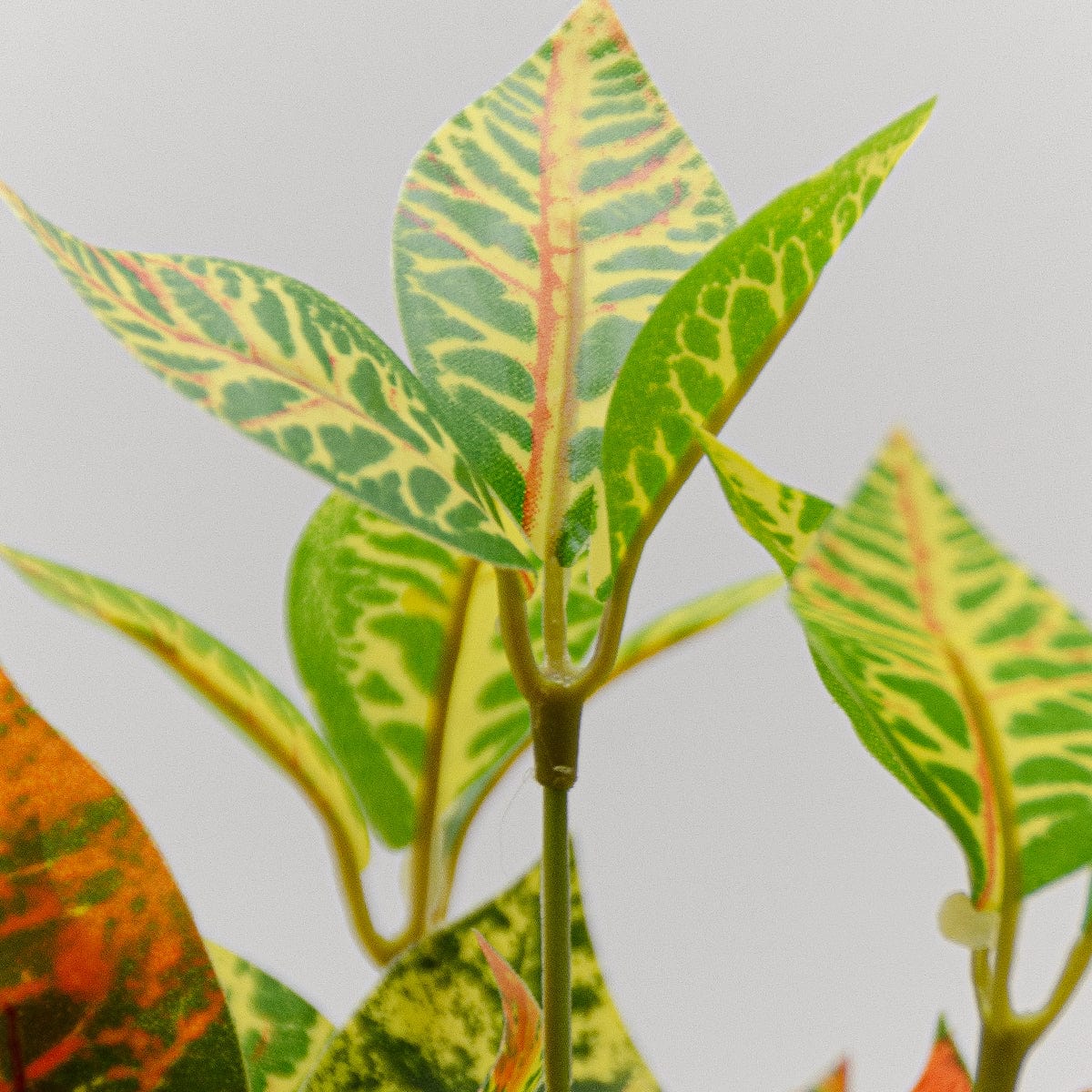 Croton mini