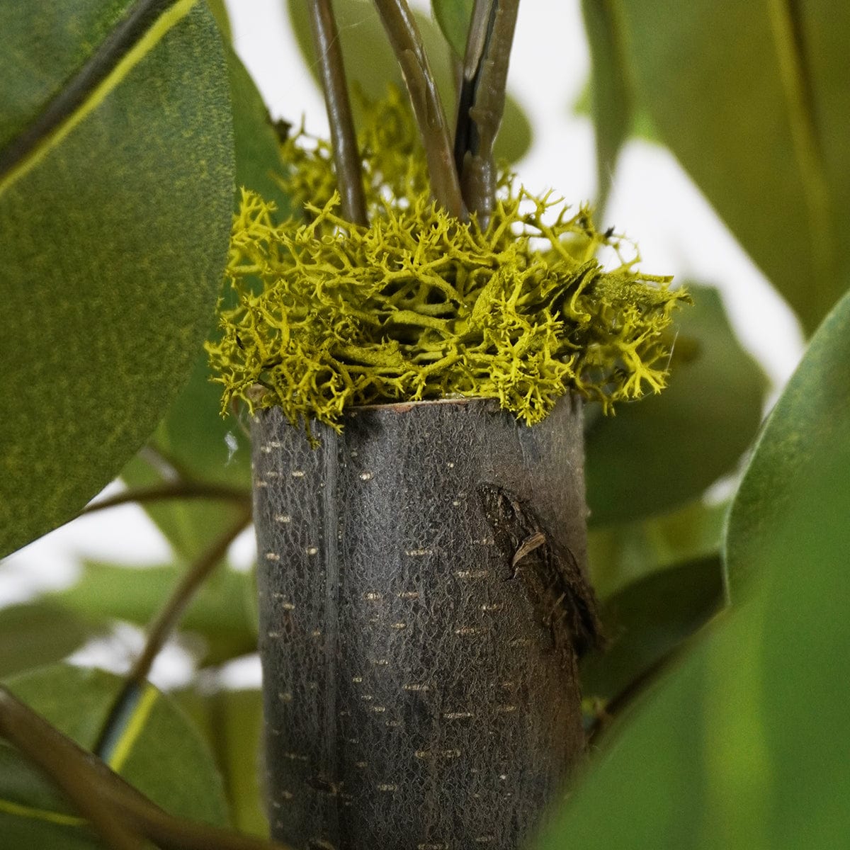 Ficus 3 copas