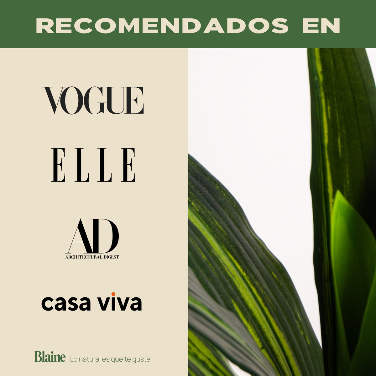 Dracena tropical