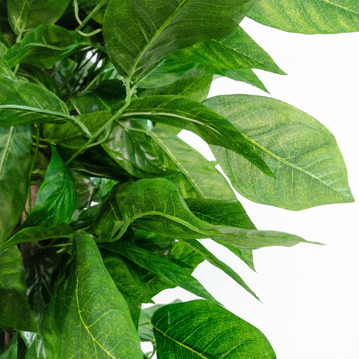 Árbol Mango