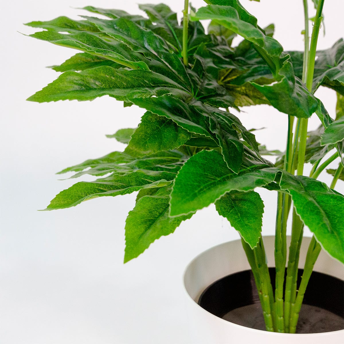 Aralia
