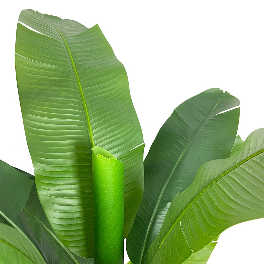Platanera