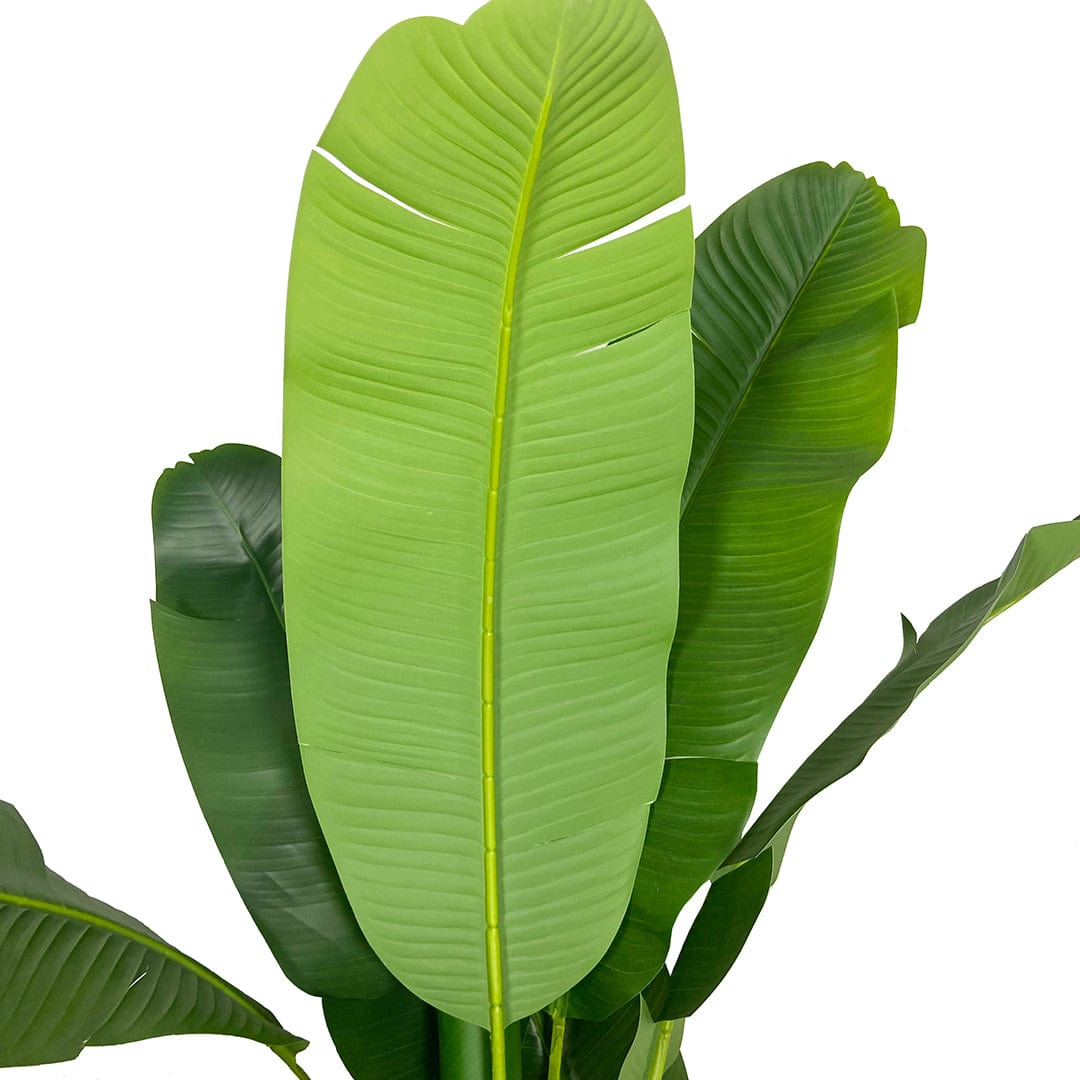 Platanera