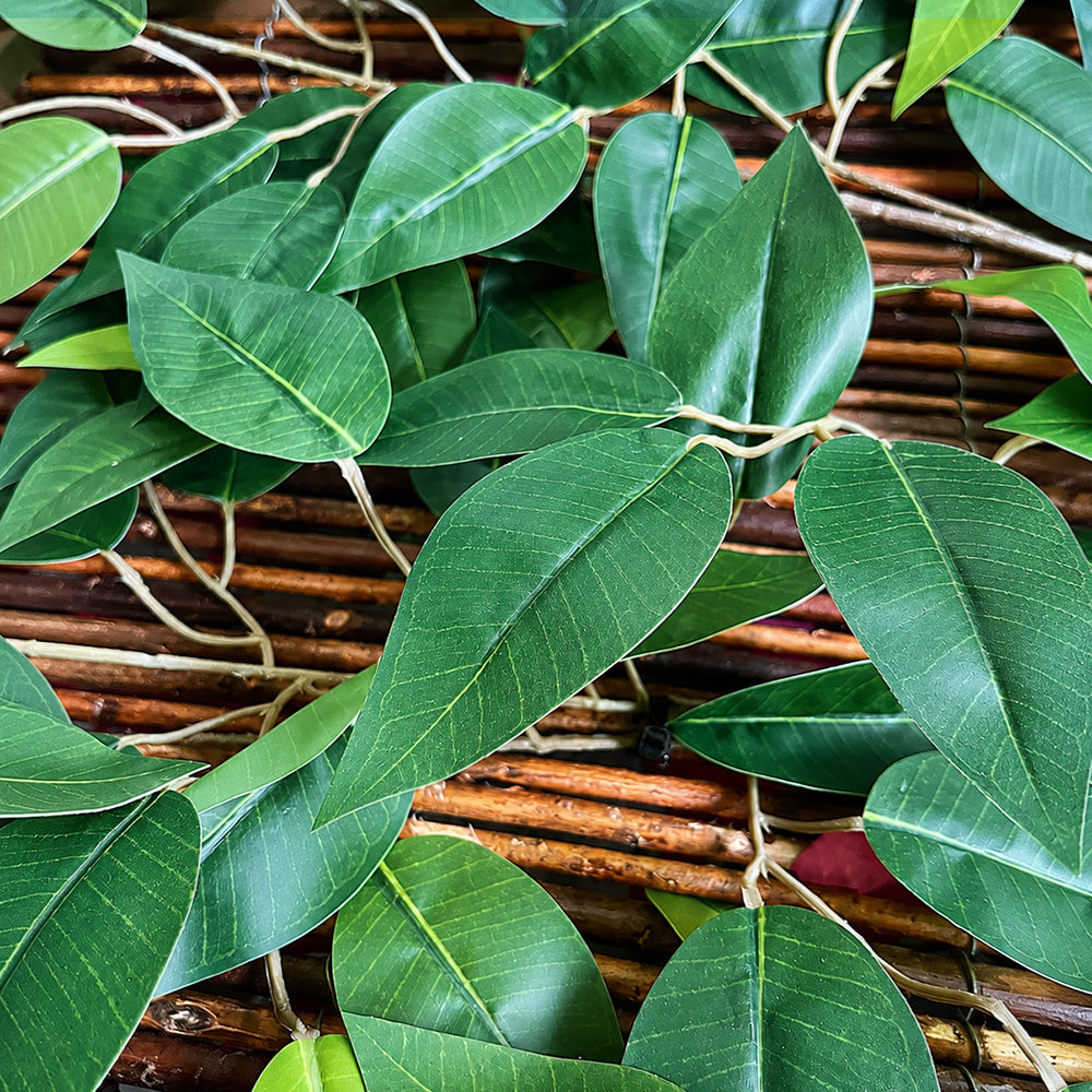 Ocultación Mimbre Ficus
