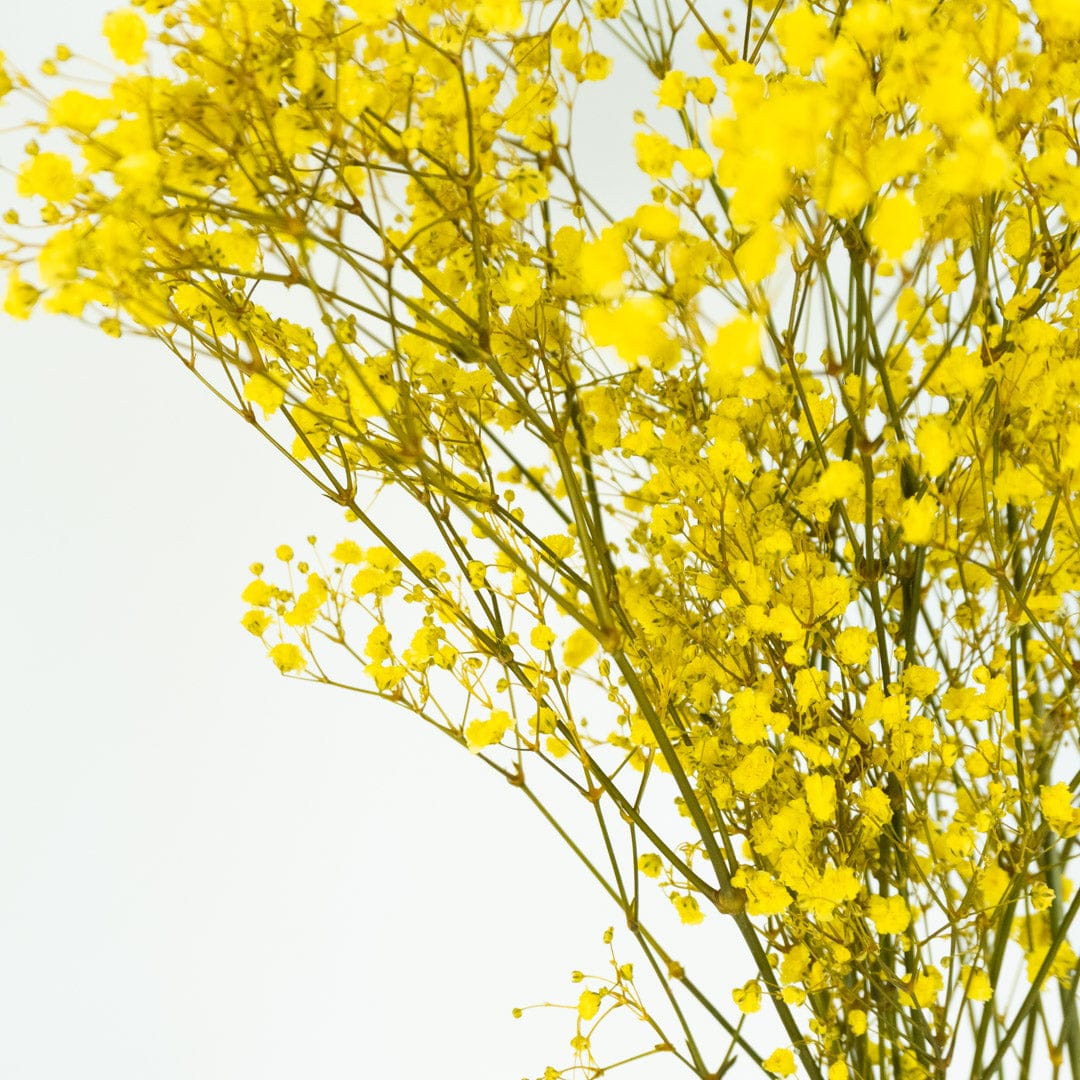 Ramo Gypso Amarillo