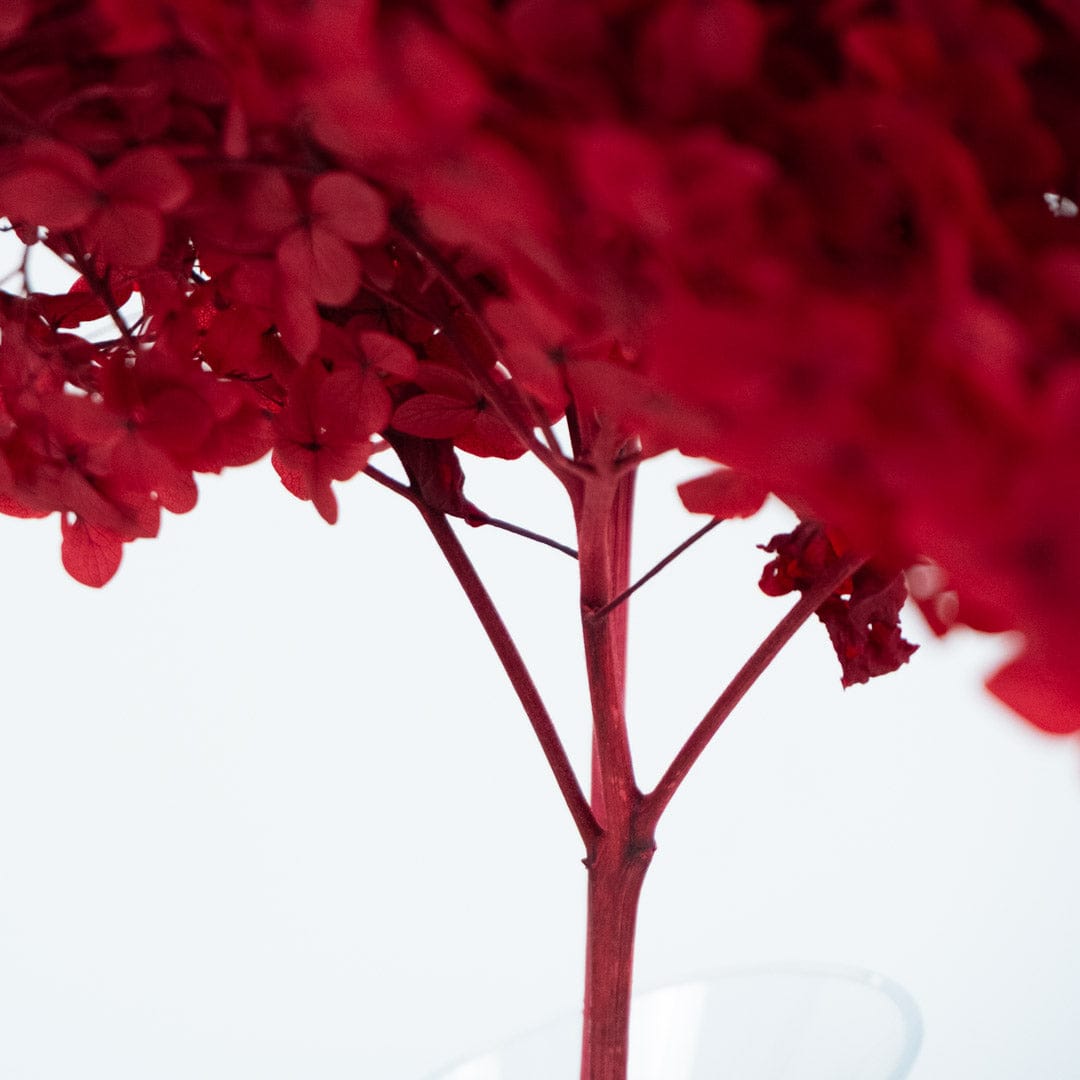 Ramo Hortensia Rojo