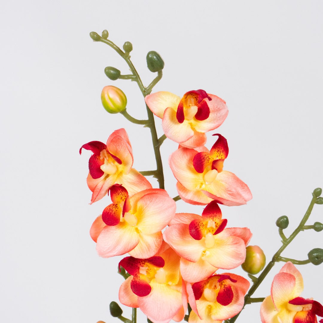 Orquídea Duo Salmón