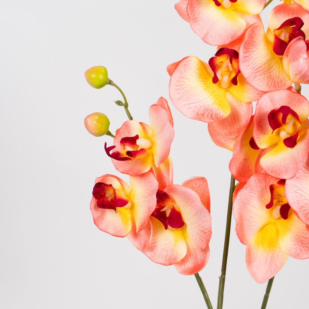 Orquídea Duo Salmón
