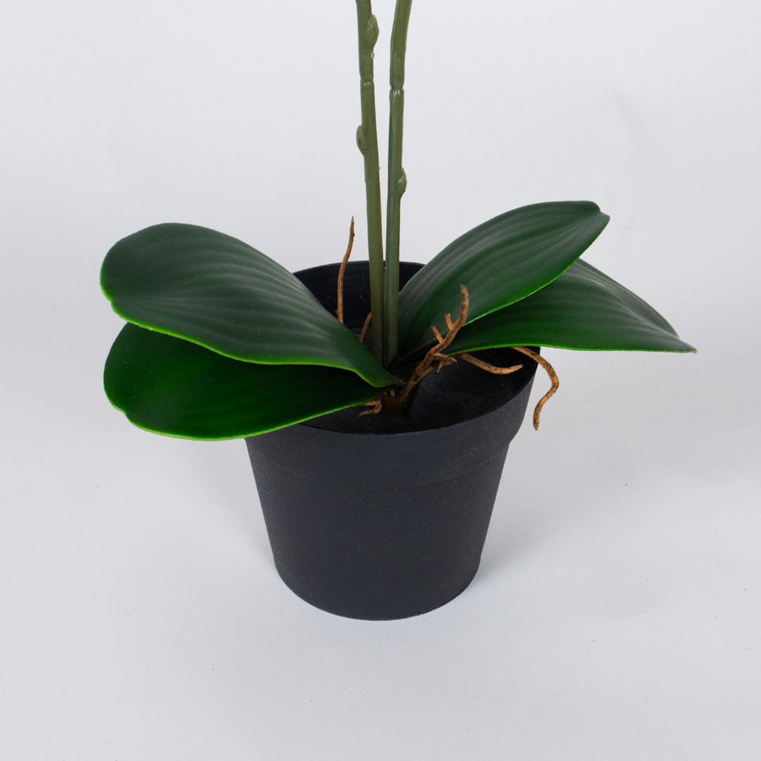Orquídea Single Fucsia