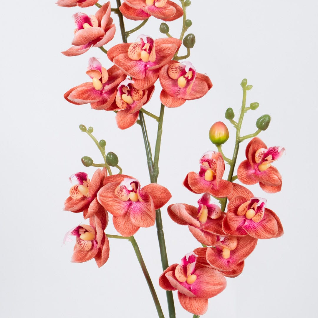 Orquídea Single Rosa