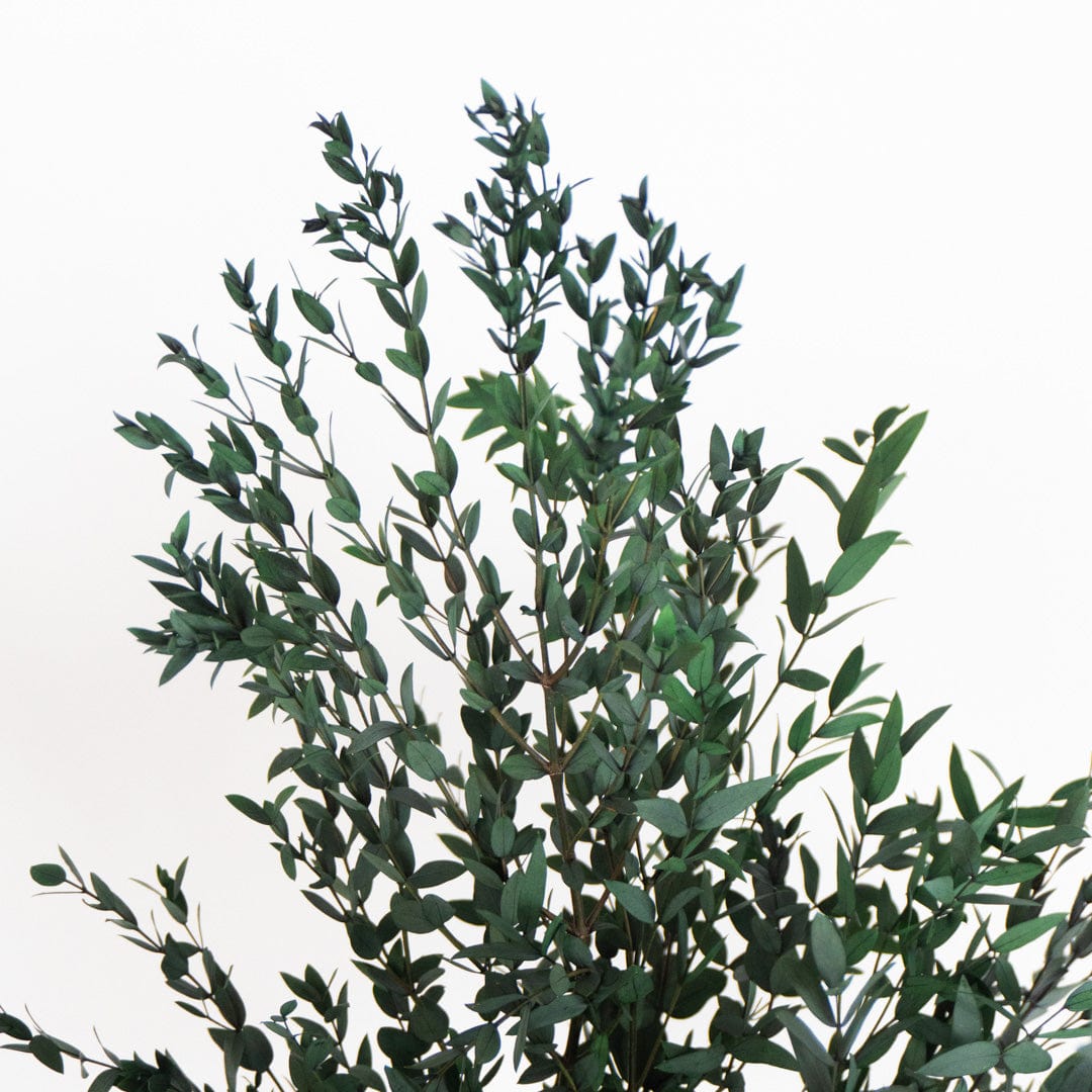 Ramo Parvifolia Verde