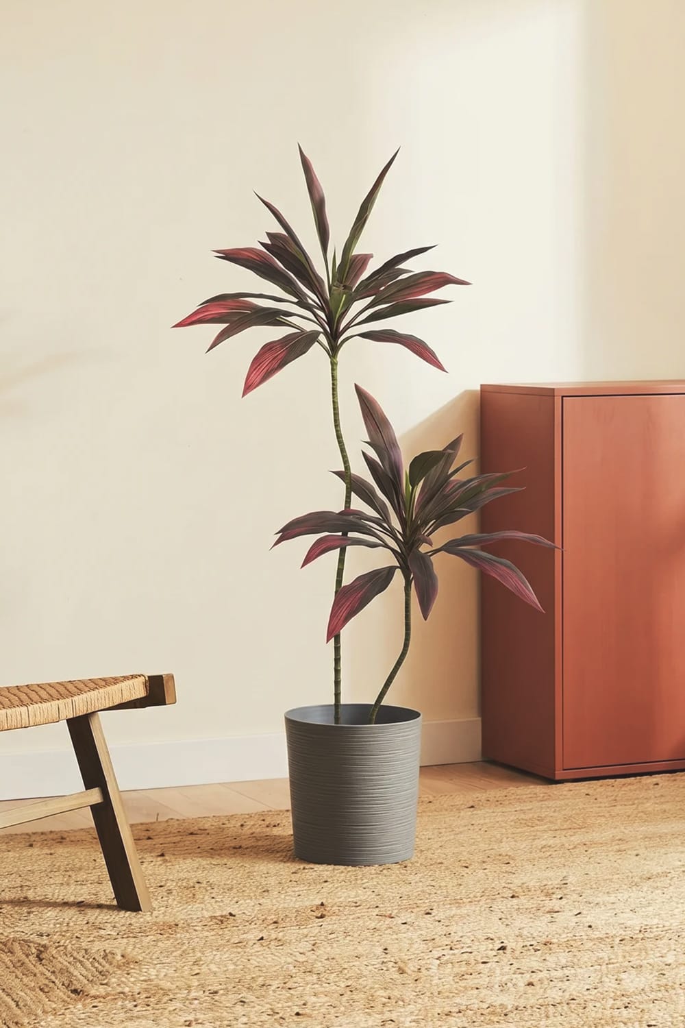 Dracena Roja