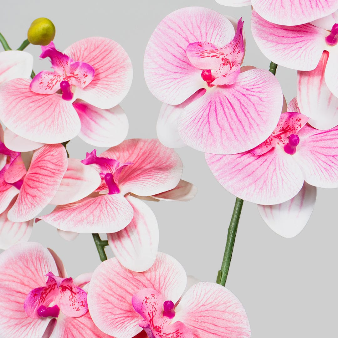 Orquídea Single Rosa Baby