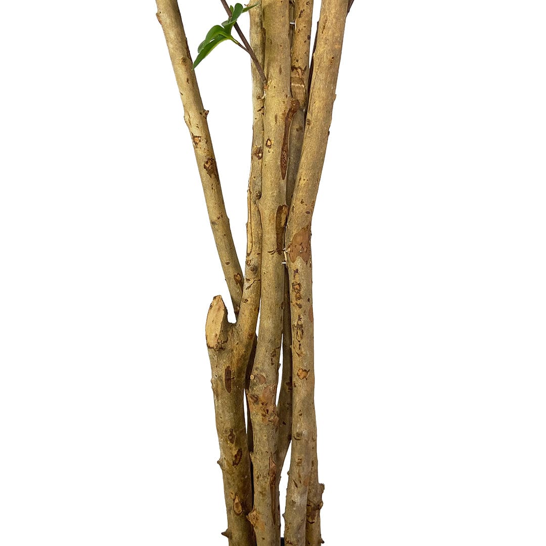 Árbol Enquianto