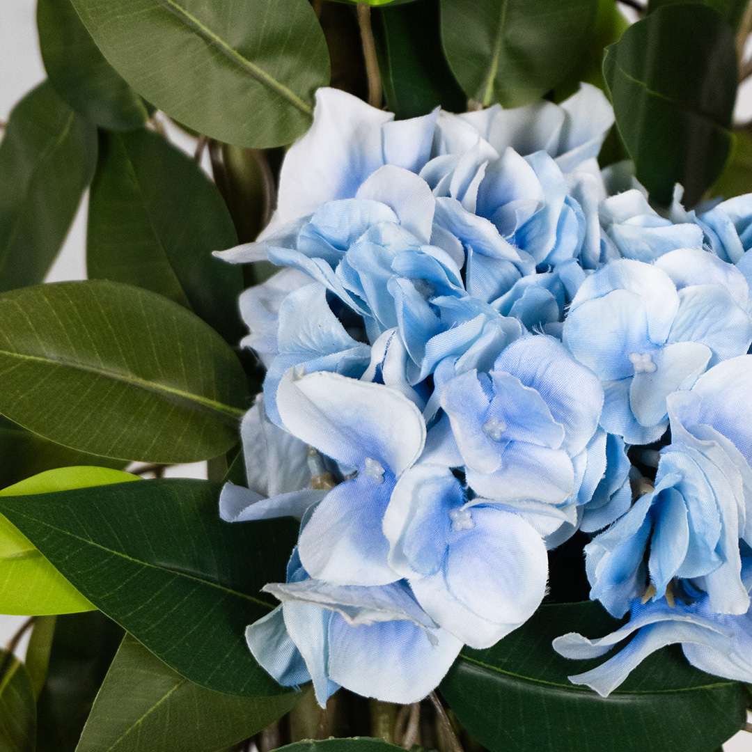 Ficus Hortensia Individual Con Maceta