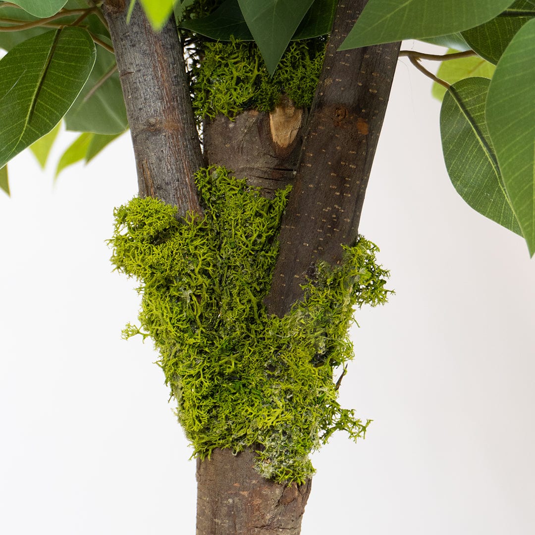 Ficus Silvestre