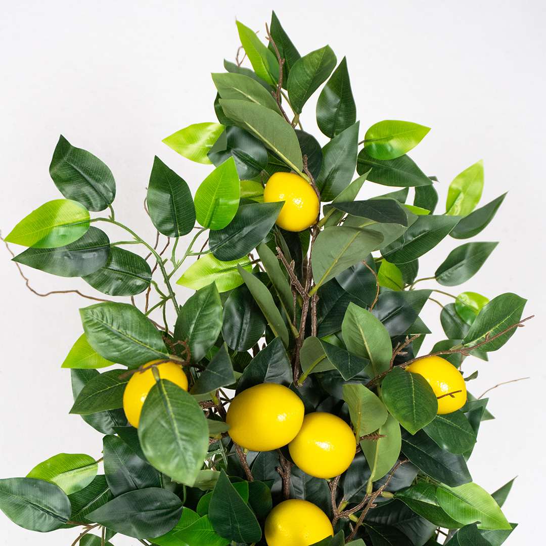 Enredadera Ficus Limonero Flexible