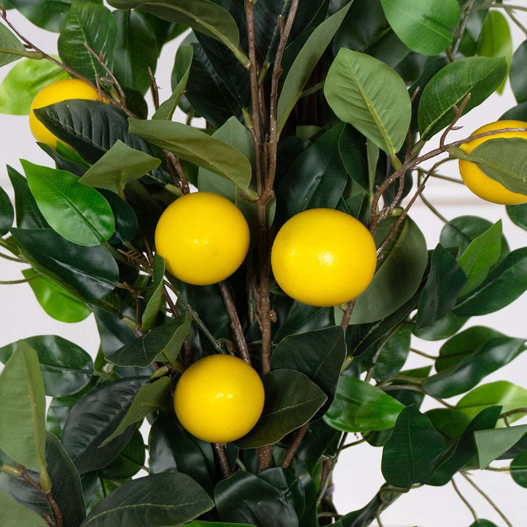 Enredadera Ficus Limonero Flexible