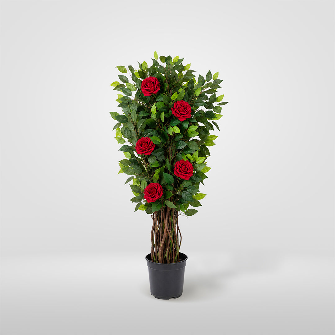 Enredadera Rosas Con Maceta
