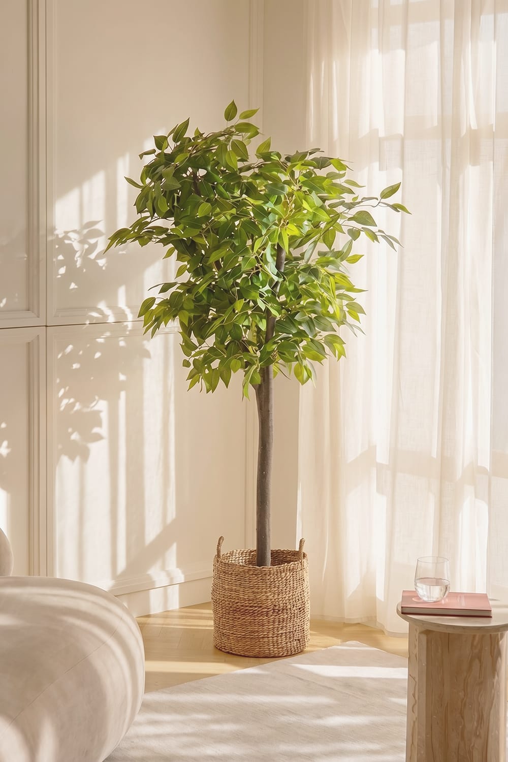 Ficus Silvestre