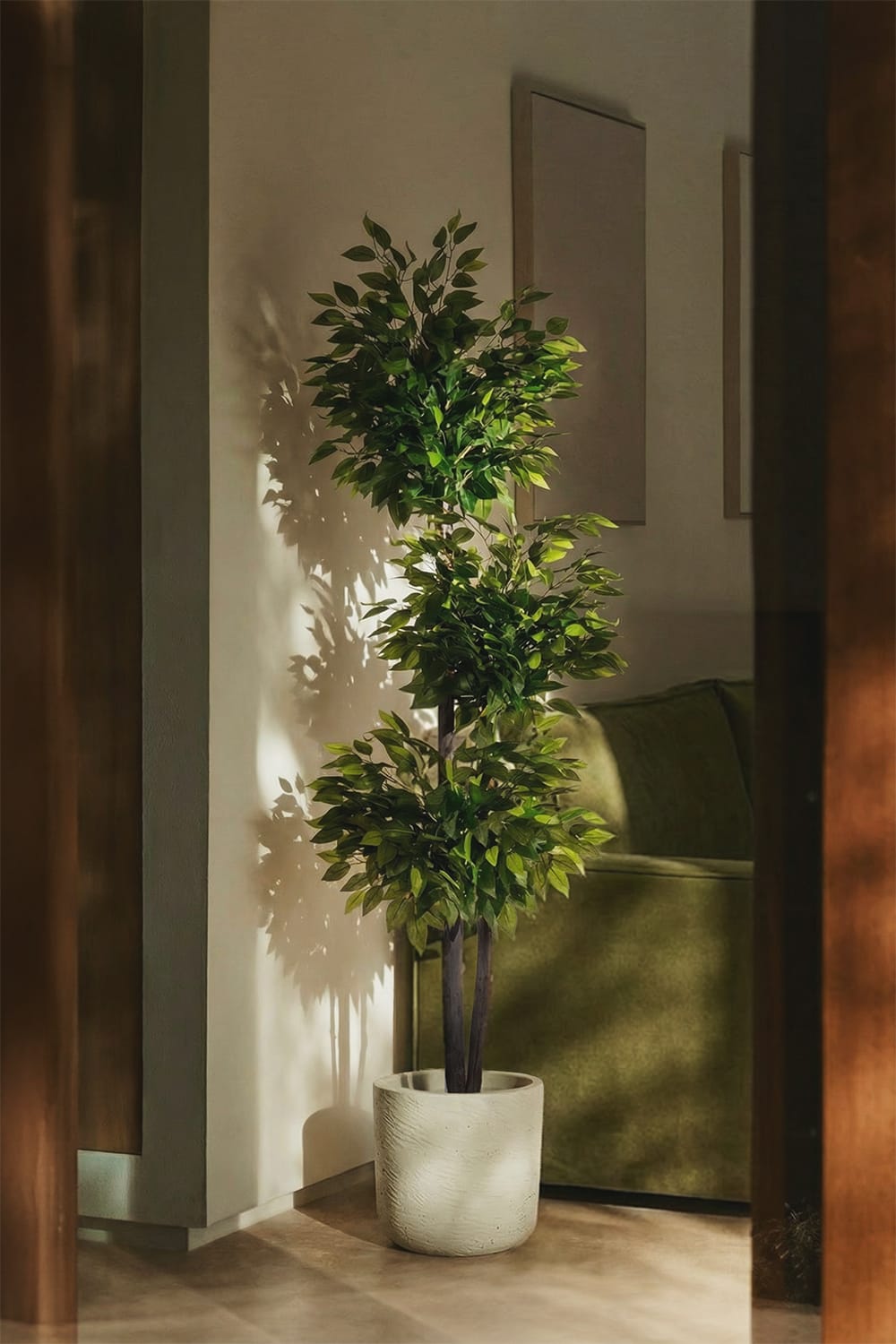 Ficus 3 copas