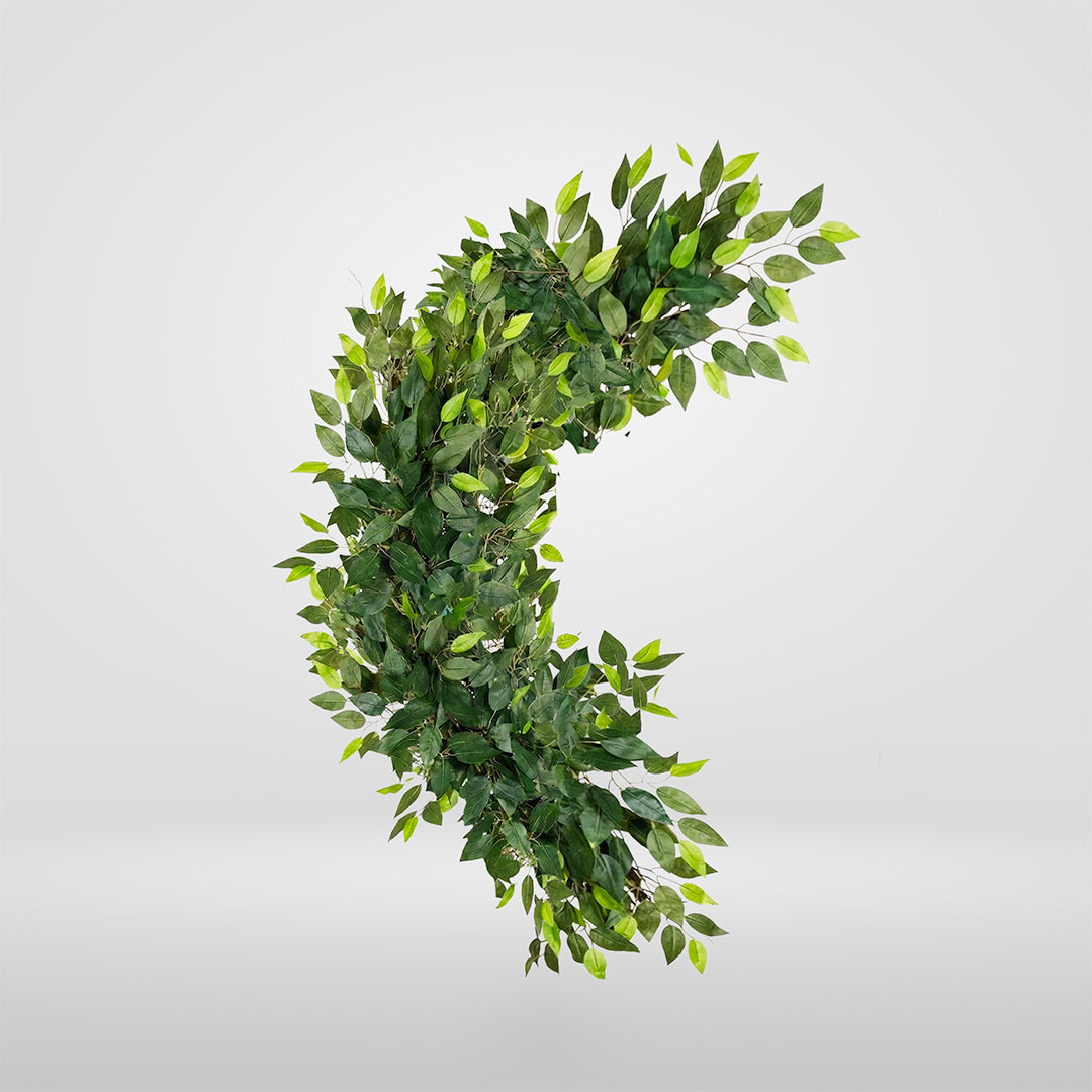 Enredadera Ficus Flexible