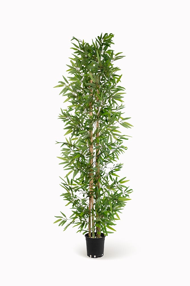 Bambú Oriental