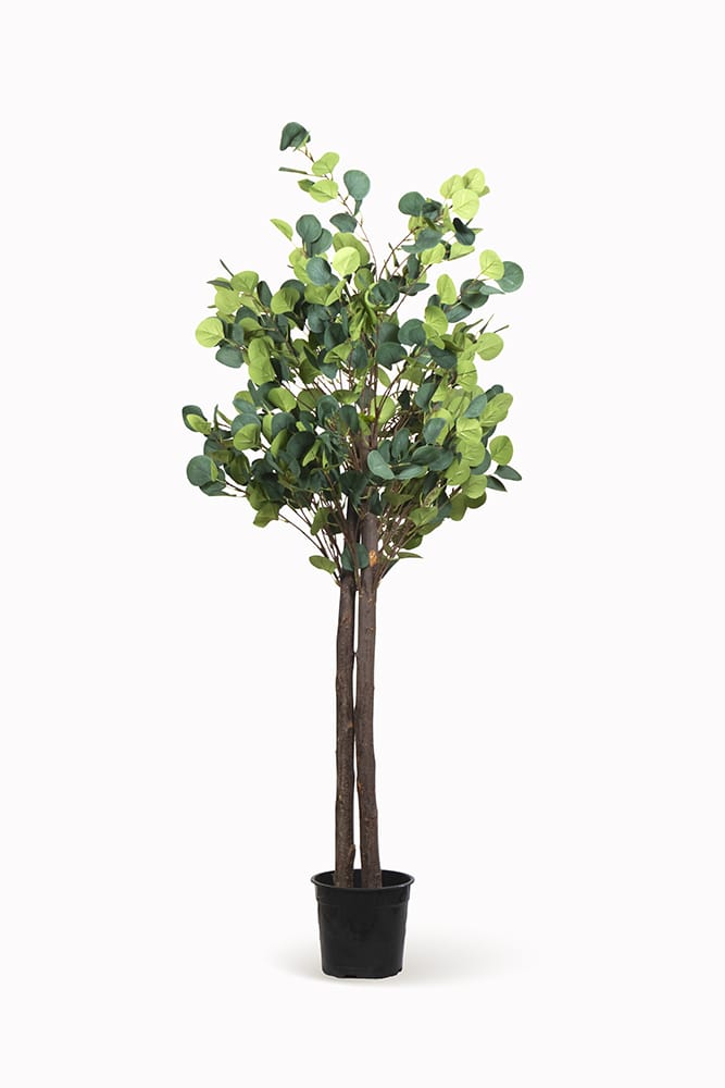 Árbol eucalipto