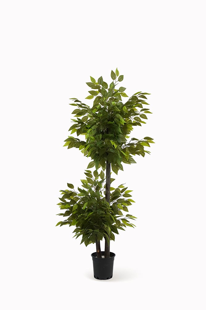 Ficus 2 copas