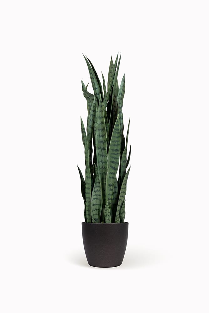 Sansevieria Verde