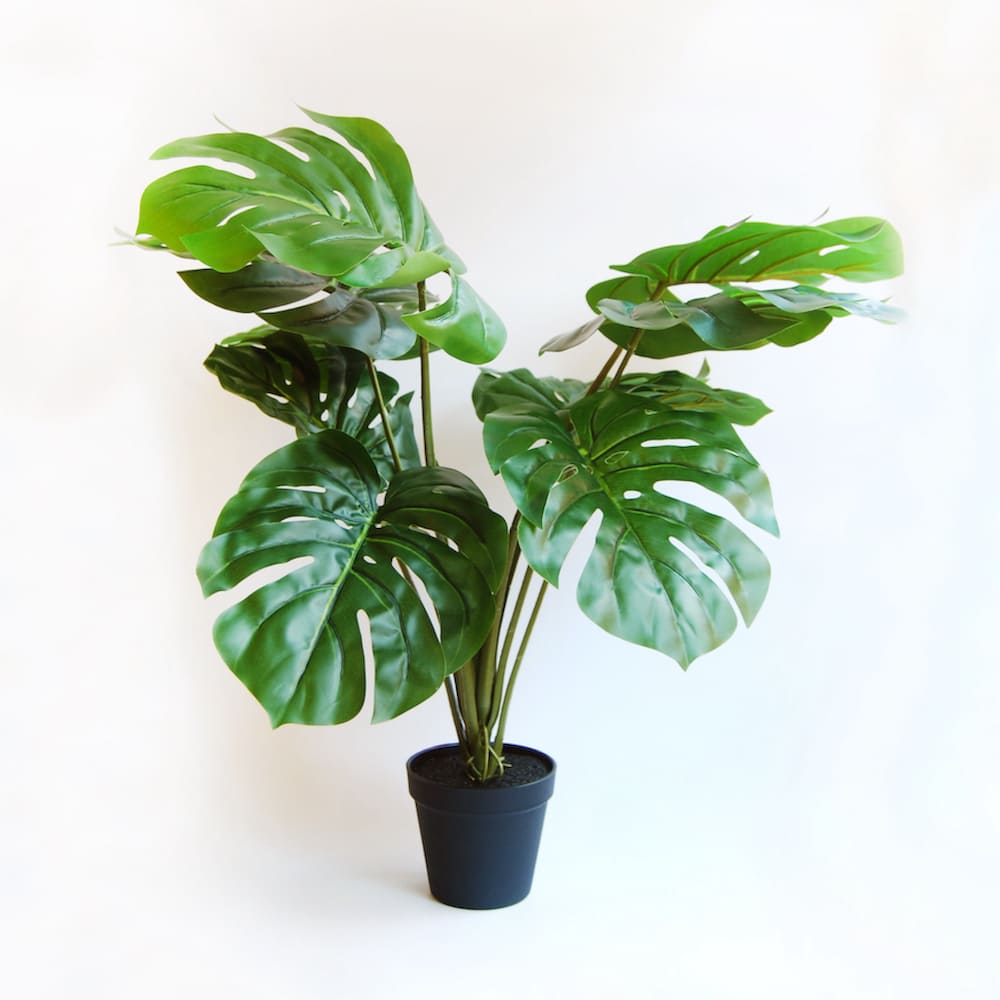 Monstera