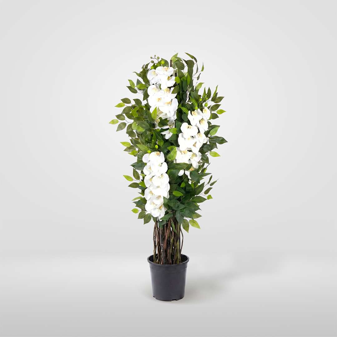 Orquídea Individual Con Maceta