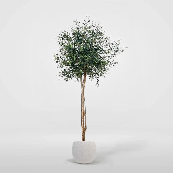 Olivo Jaen 220cm