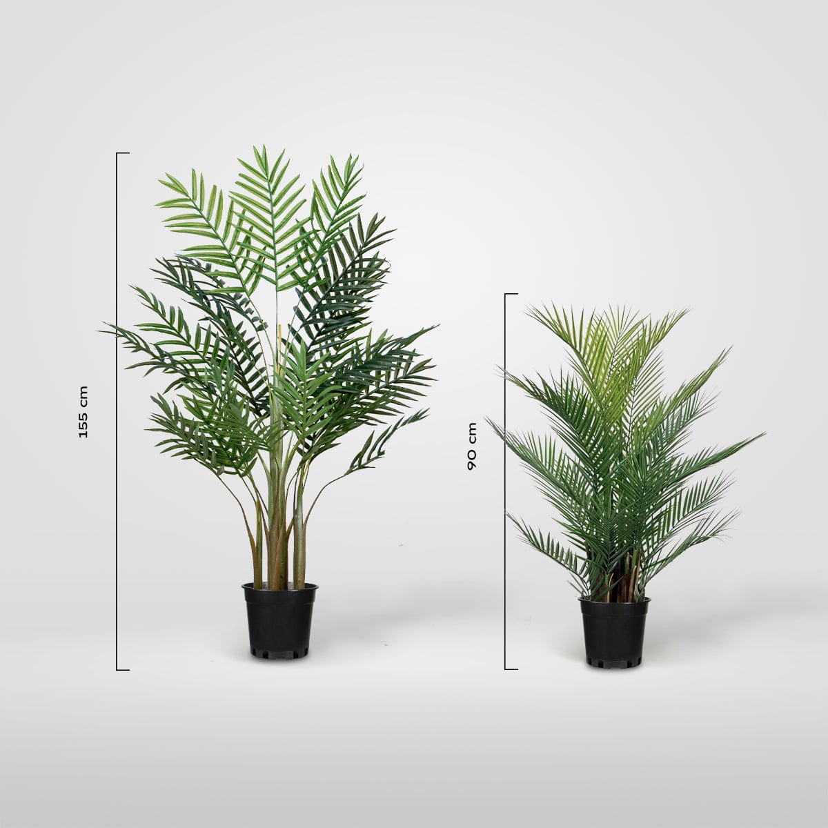 Palmera Areca