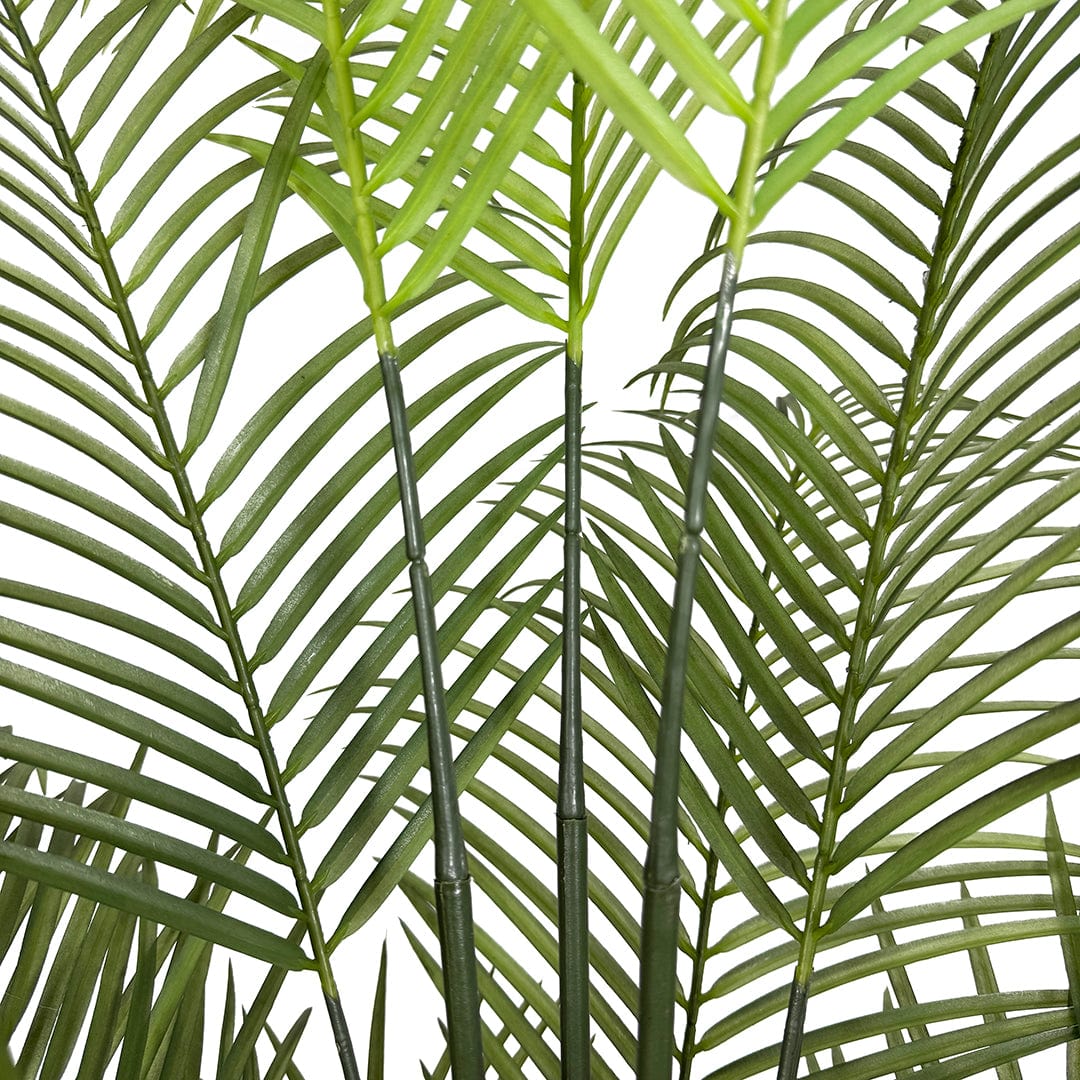 Palmera Mariposa