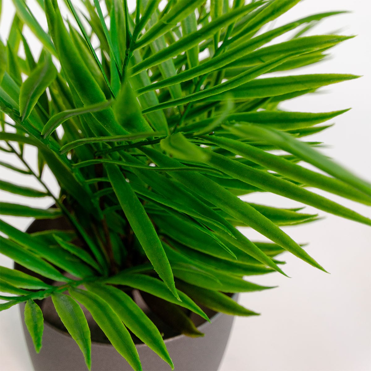 Palmera