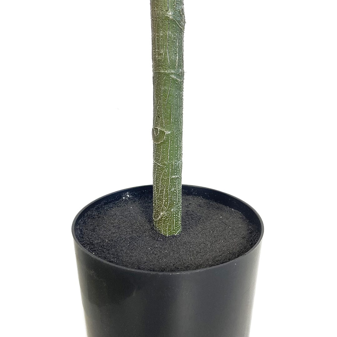 Ficus Lyrata Premium