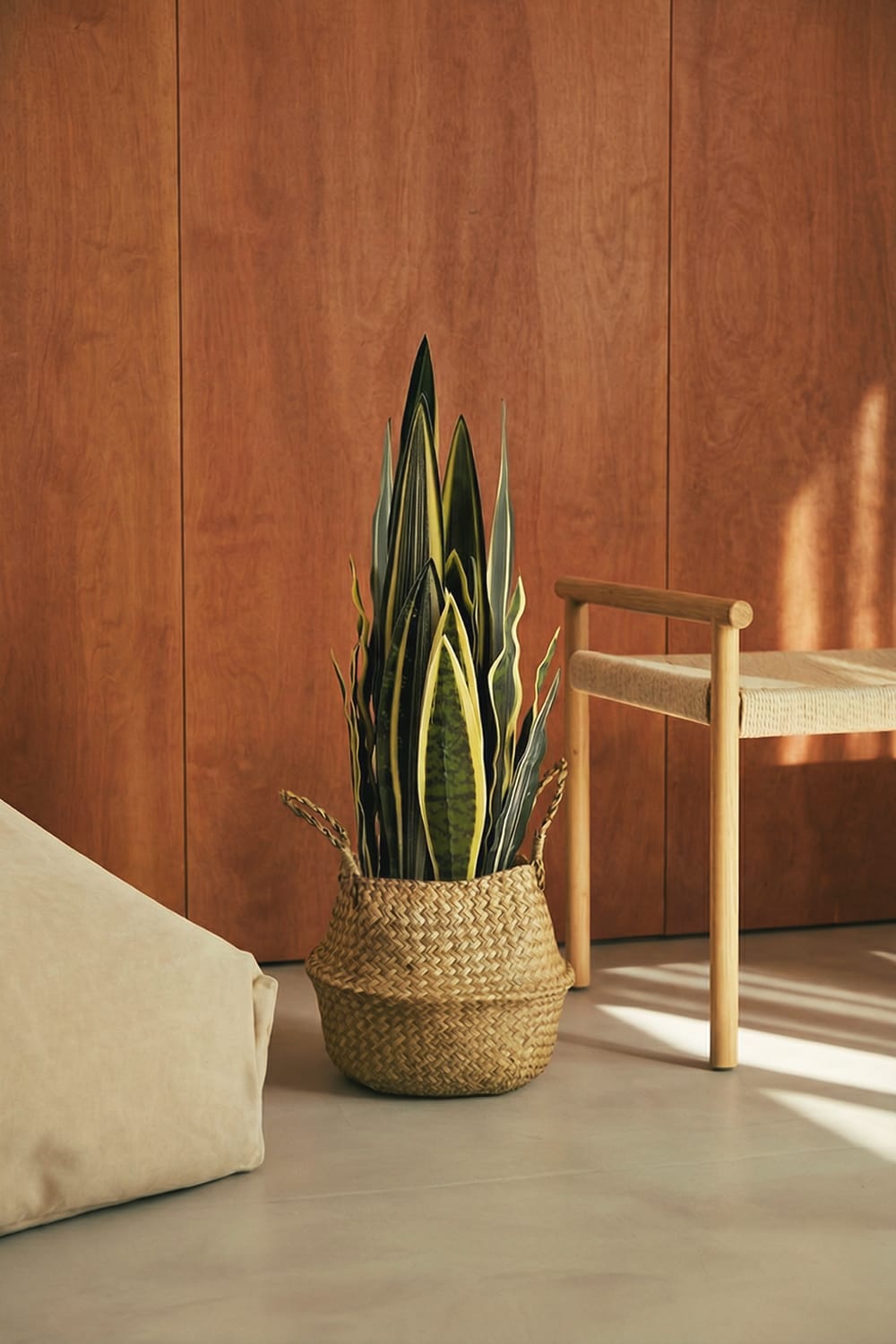 Sansevieria