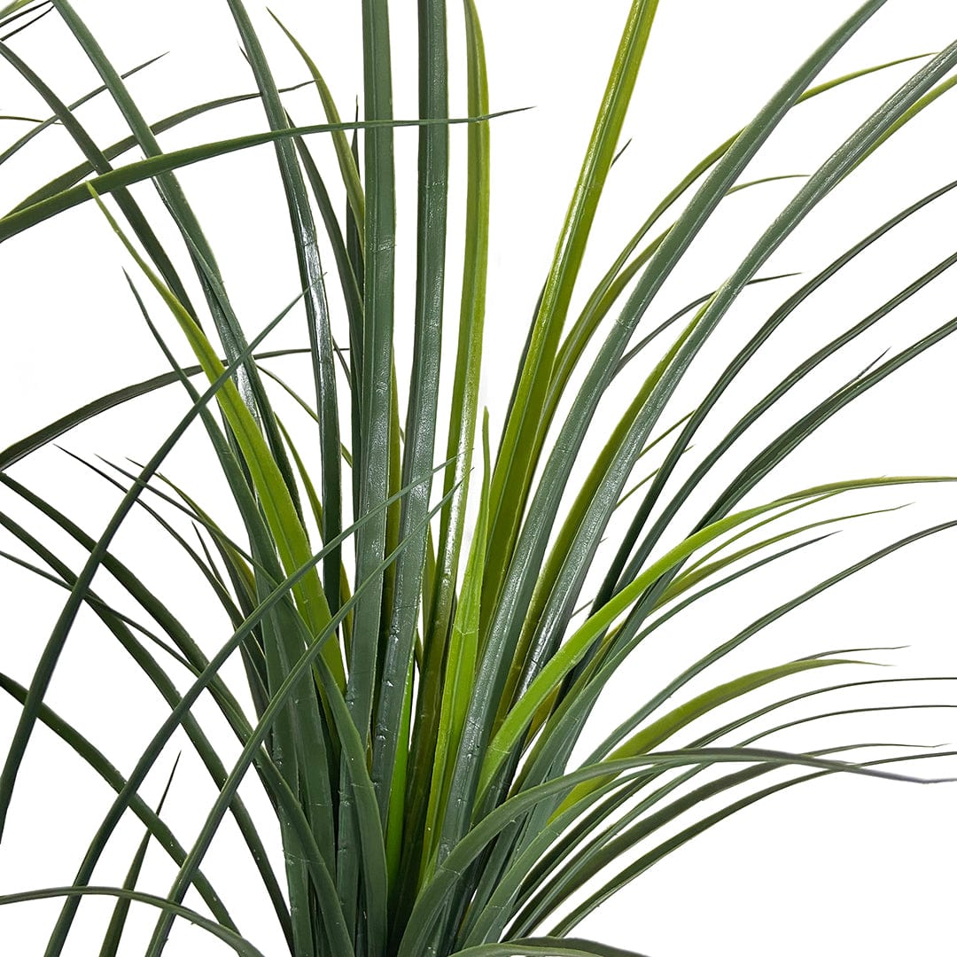 Yuca Japonesa