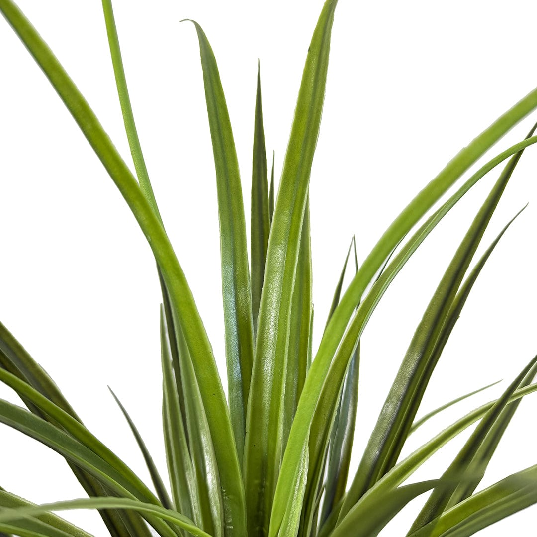 Yuca Grass