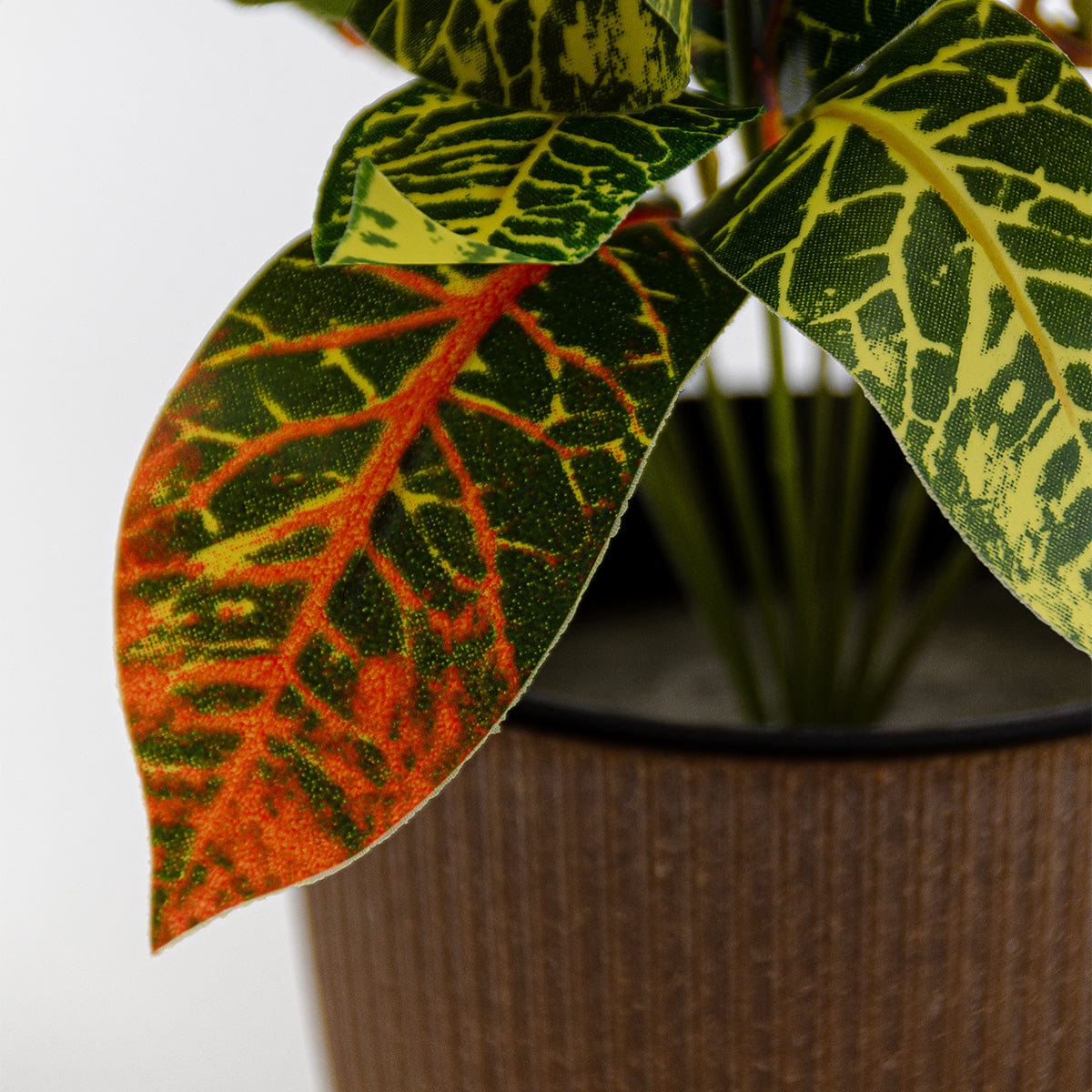 Croton mini