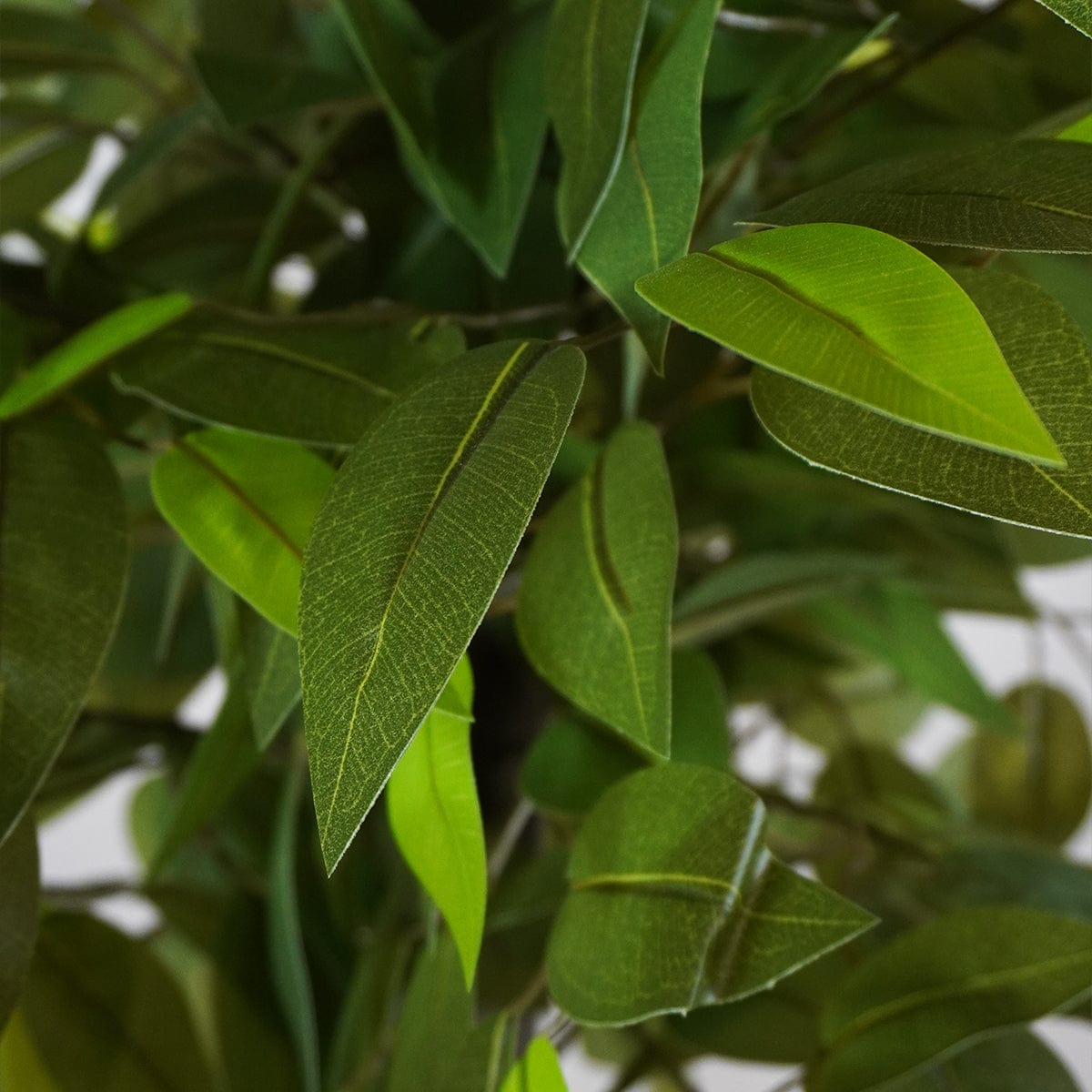 Ficus 2 copas