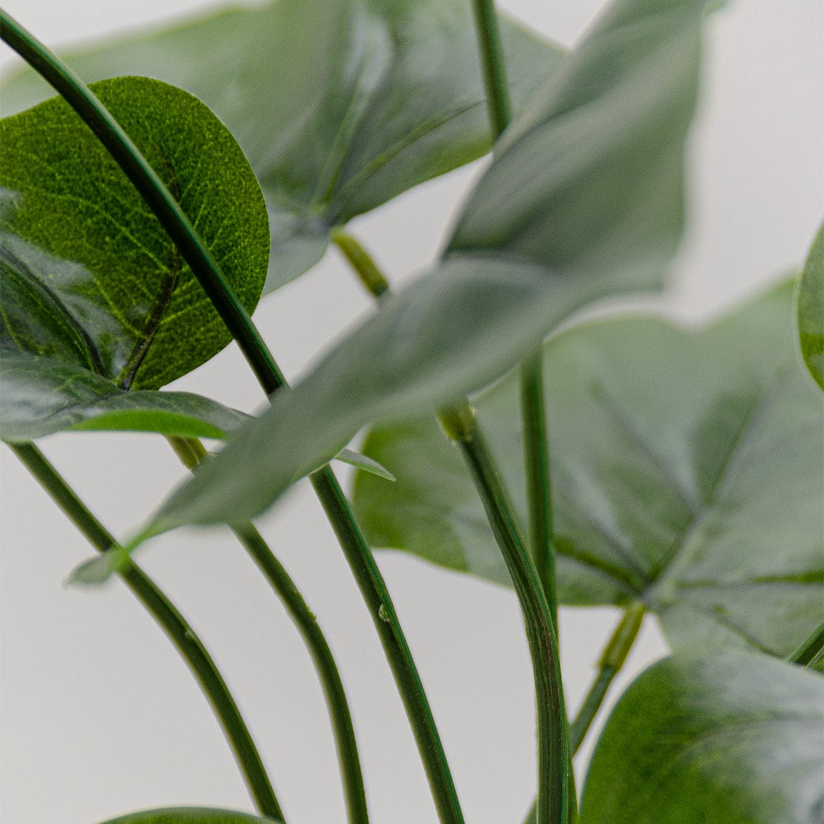 Anthurium