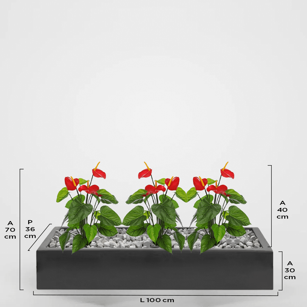 Mónaco 36Px30Ax100L