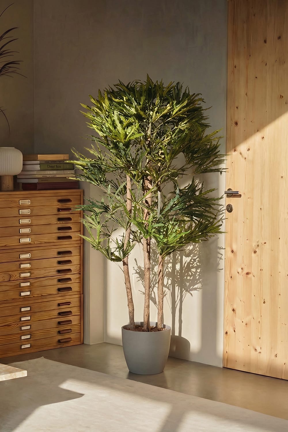 Árbol Aralia