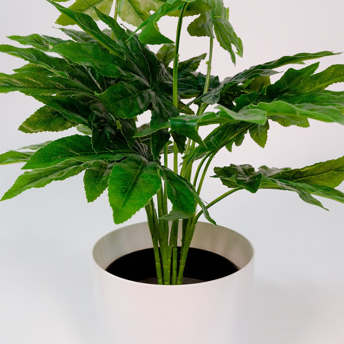 Aralia