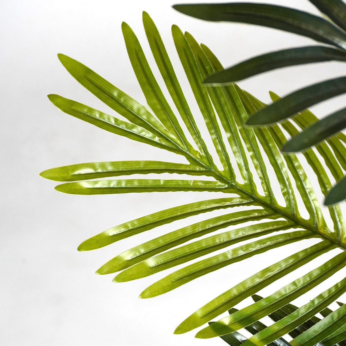 Palmera Klein
