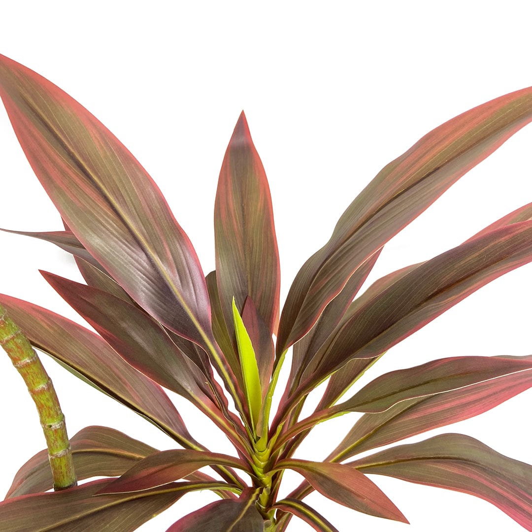 Dracena Roja