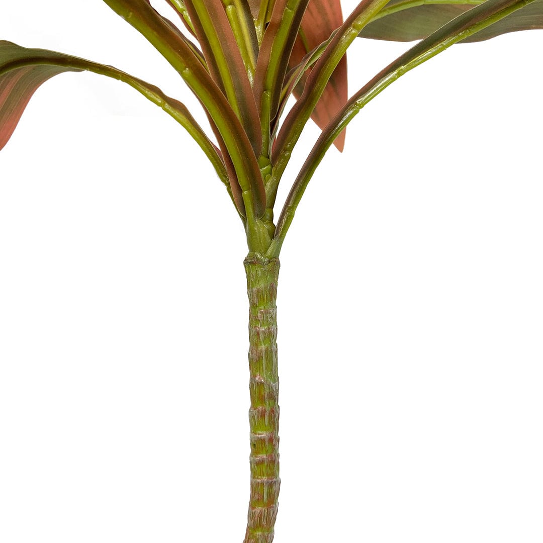 Dracena Roja