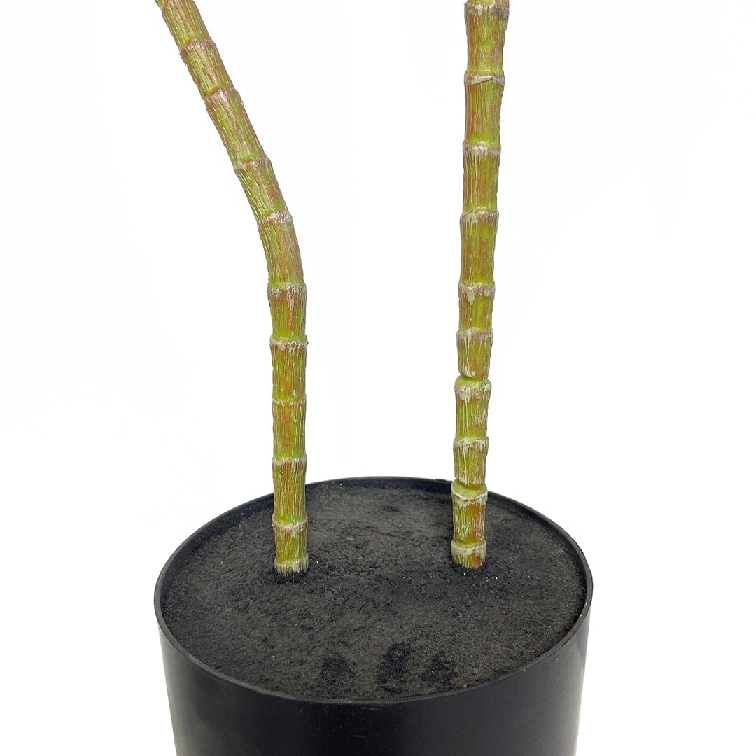 Dracena Roja